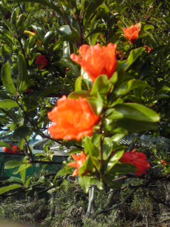 石榴の花