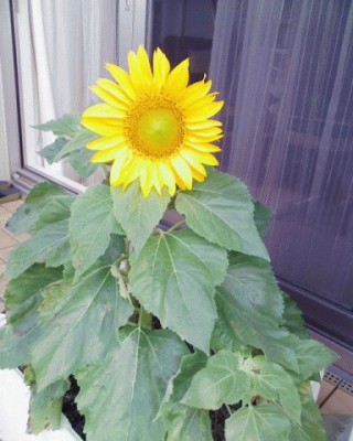 ひまわり