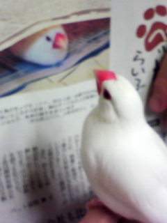 新聞を読む