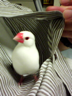 懐中文鳥・∋