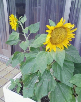 向日葵