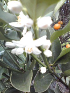 きんかんの花