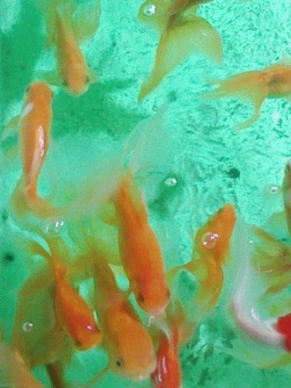 金魚