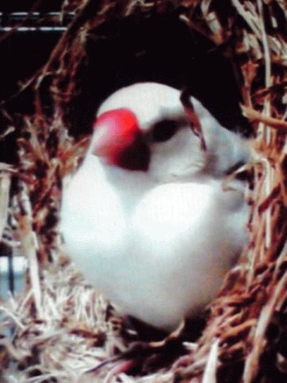 白文鳥