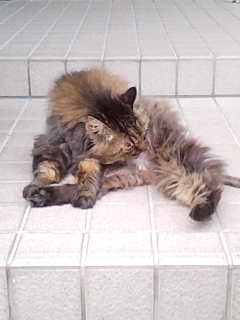 ぬこ