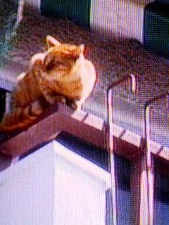 捕まる～