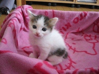 ねこ
