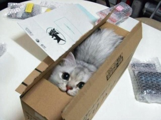 猫ちゃん