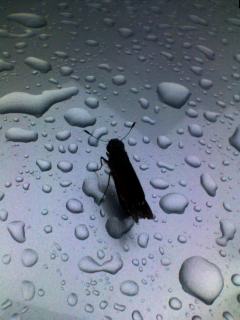 雨