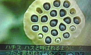 蜂の巣→ハチス→ハス