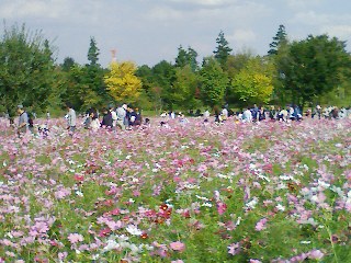 秋桜