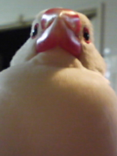 ・Θ・{きなこ大福からの生還