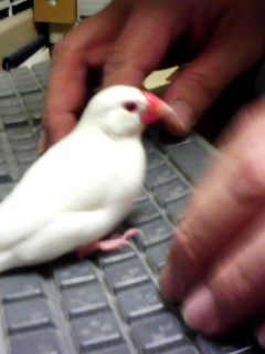 ｀∋{芋やら餃子やら胸肉から