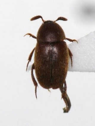 イヌカイヒゲブトチビシデムシ