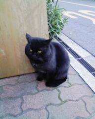 黒き猫