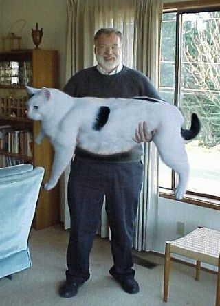 大猫