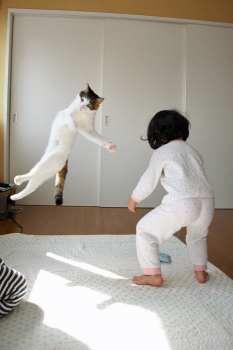 ぬこ