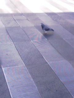 元日の鳩