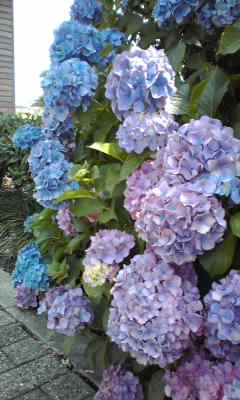 紫陽花
