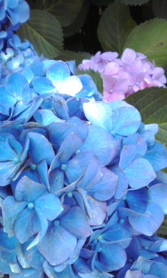 紫陽花の季節