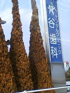 歯医者