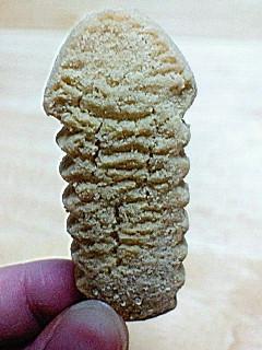 ちんこすこう