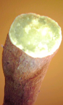 芋