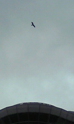 タワー上空