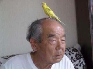 インコ