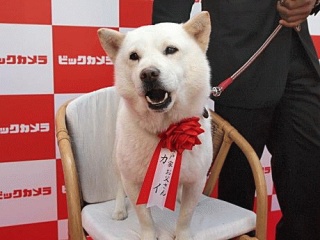 犬