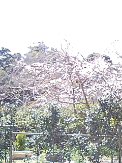 桜咲く