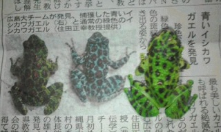 イシカワガエル