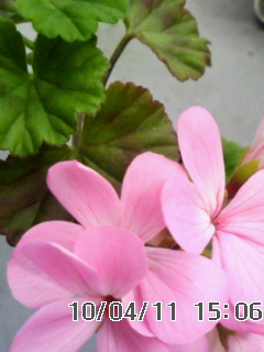 花よりも葉が香る