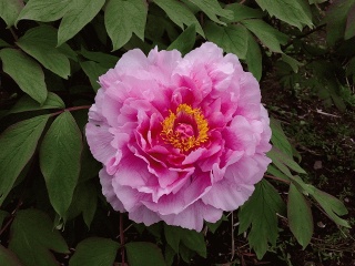 綺麗な花でも見て和んで