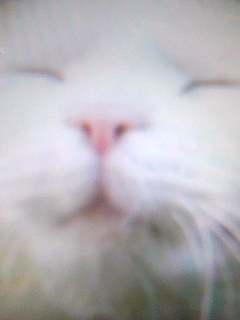 ぬこ