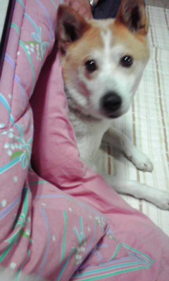 ジロー