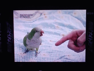 キョロちゃんという名のイ