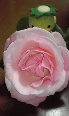 薔薇河童