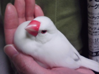 ・∋{手でまったり
