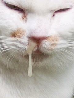 鼻垂れ猫