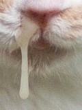 鼻垂れマニア