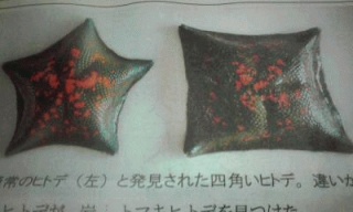 ヒトデ
