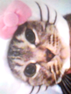 ぬこ