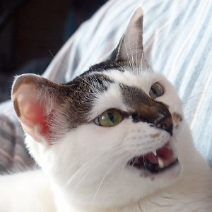 ヌコ