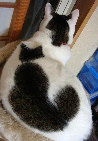 ぬこ