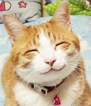 ぬこ