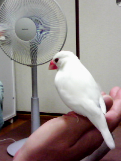 ・∋{扇風機涼しい