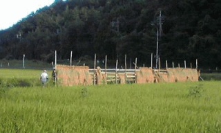 稲刈り