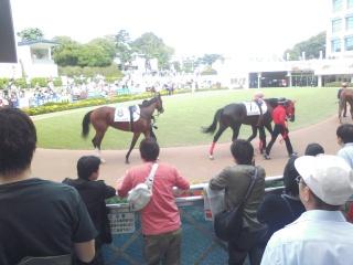 中山競馬