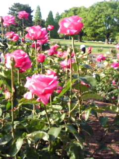 いつかの薔薇